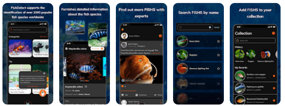 Как по фото определить название рыбы - приложение Fishdetect для Андроида