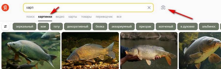 Как определить по фото какая рыба
