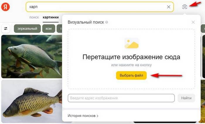 Как найти название и вид рыбы по картинке